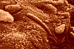 Fossilized Bacteria inside a Martian meteorite
